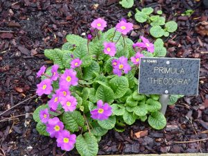 3 Purple Primula Juliana Primrose Plants – Longest Flowering Perennial, Bare Root